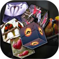 Love Bird cube live wallpaper on 9Apps