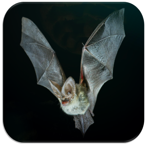 Bat sounds icon