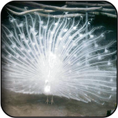 White Peacock Wallpapers icon