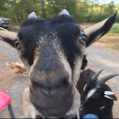 WORD FIND ON THE FARM icon