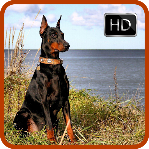 Doberman Dog Wallpaper HD icon