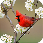 اجمل خلفيات عصافير icon