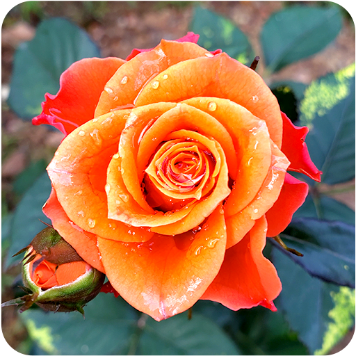 Rose Wallpaper أيقونة