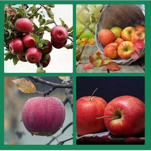 GUESS THE FRUITS NAME GAME أيقونة