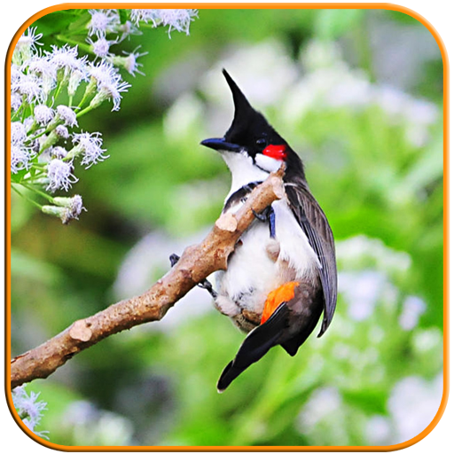 Birds Calls Sounds - Relaxing icon