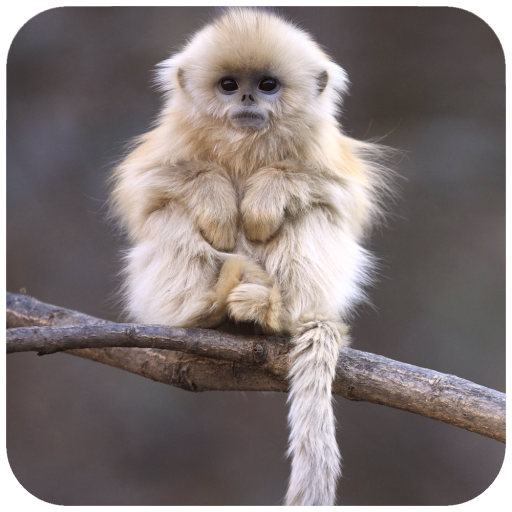 Monkey Wallpaper icon