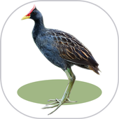 Watercock Sound &amp; Ringtones icon