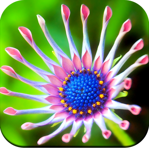 Macro Wallpaper HD icon