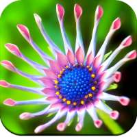 Macro Wallpaper HD on 9Apps