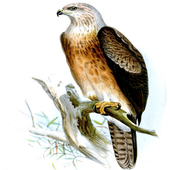 Magnificent Birds Of Prey icon