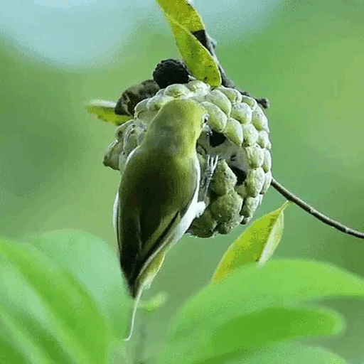 Green Bird Live Wallpaper icon