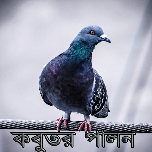 কবুতর পালনে হোন স্বাবলম্বী icon
