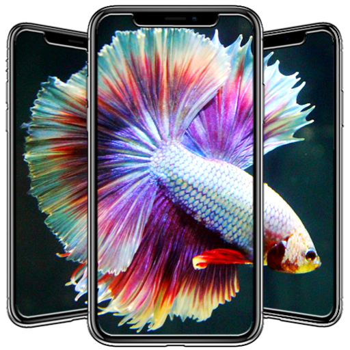 Betta Fish Wallpapers иконка