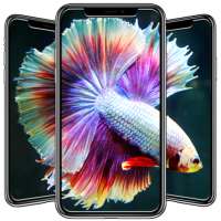 Betta Fish Wallpapers on 9Apps