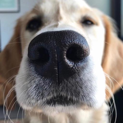 Boop A Snoot! icon