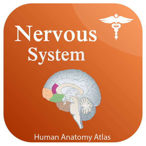 Nervous System Anatomy - Human Anatomy иконка