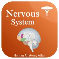 Nervous System Anatomy - Human Anatomy on 9Apps