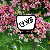 TZ101 Tiện Ích Cùng Xem icon