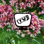 TZ101 Tiện Ích Cùng Xem