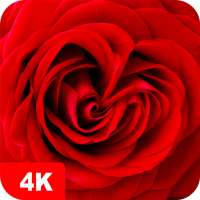 Papéis de parede com rosa 4K