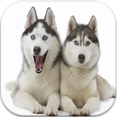 Race Des Chien : Tous icon