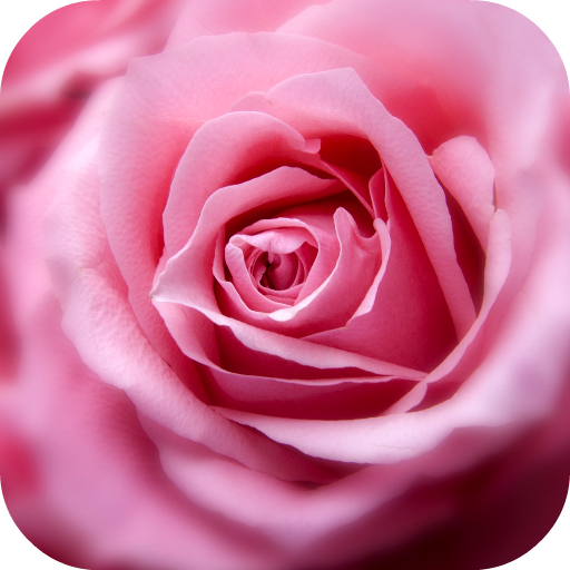 Rose Wallpapers icon