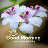 Latest Daily Wishes App- Good Morning,Night &amp; Fest icon