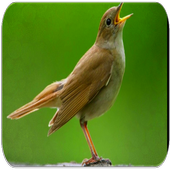 Nightingale bird sounds icon