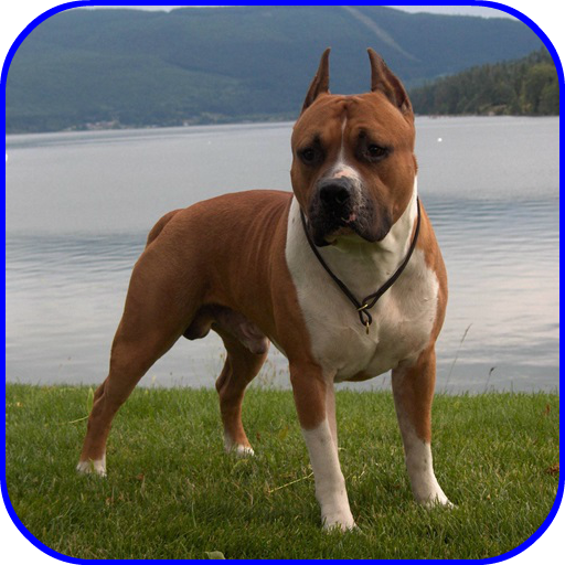 Pitbull Images icon