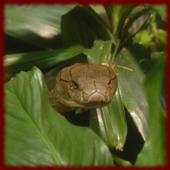 King Cobras wallpapers icon