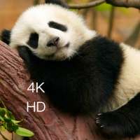 Cute Panda Wallpapers HD for Android on 9Apps