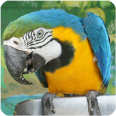 Bird Sounds - Free songs icon