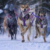 Dog Race Wallpapers icon