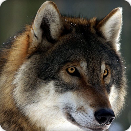 Wolf Sound Ringtones icon