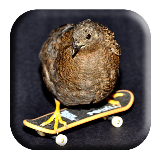 Buttonquail Sounds icon