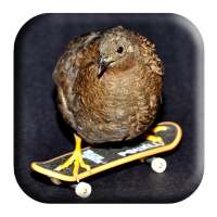 Buttonquail Sounds on 9Apps