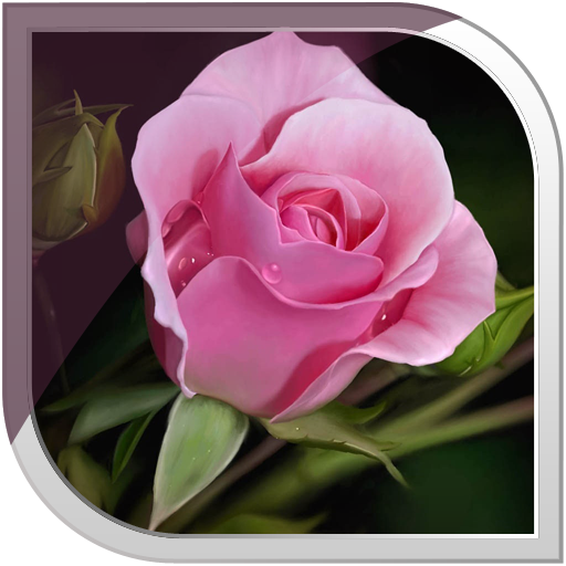 Pink Roses Live Wallpaper icon