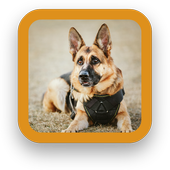 Free Dog Wallpapers icon