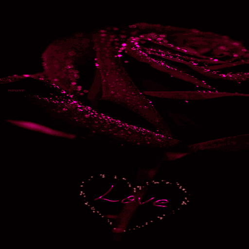 Red Love Rose LWP icon