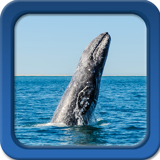 ikon Whale Wallpaper Live - Wallpaper hidup gratis