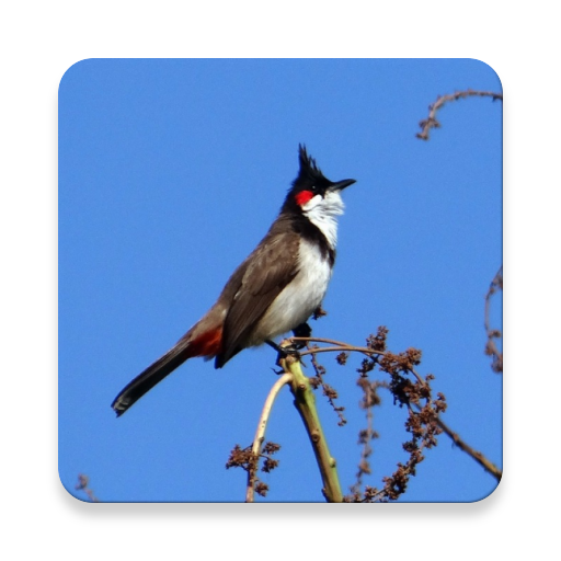 Rotohrbülbül Vogel Sounds ~ Sclip.app icon