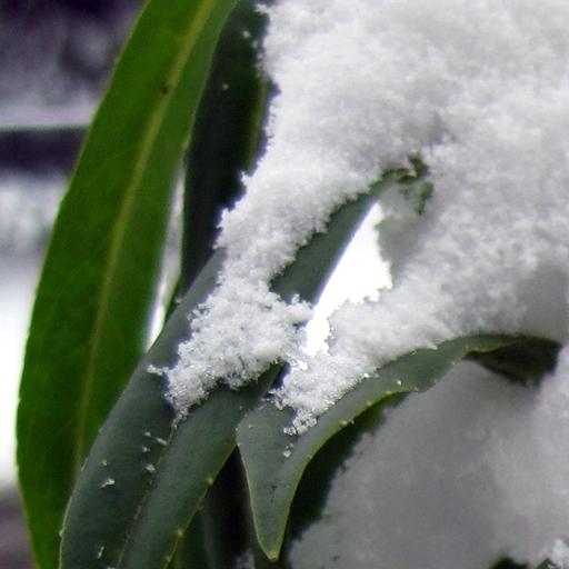 Settling Snow Live Wallpaper icon