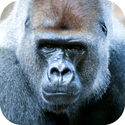 Gorilla Sounds icon