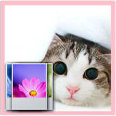 Cute Cat Wallpaper icon
