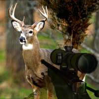 Animal Hunting Game 3d 2018 Free: Wild Hunt