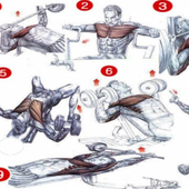 Gym Workout Anatomy Chart icon