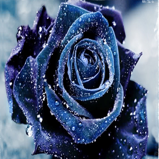 خلفيات ورد جميلة زرقاء بدون نت أيقونة