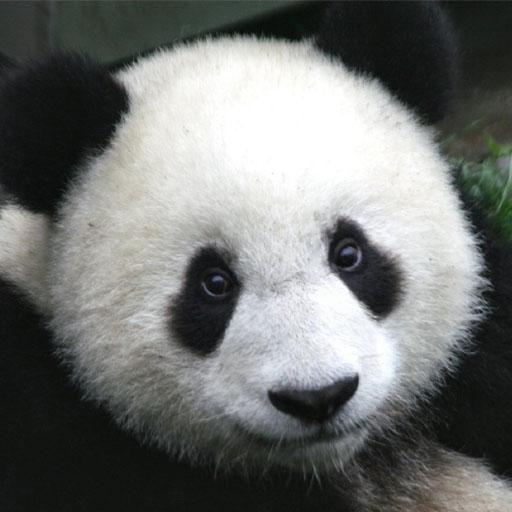 AR Endangered Animals icon