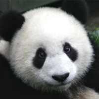 AR Endangered Animals on 9Apps