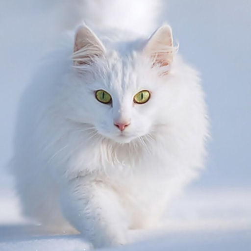 Cute Cat Wallpaper icon